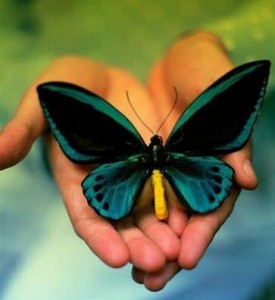 Copy of butterfly-on-hands